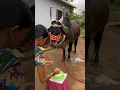 Download Lagu 4 years born day celebration 🎊 karikaalan #bull #tamil #love #cow #tn28 #song #tn29 #like #tn65 👑🎂🥰
