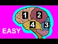 The Major Brain Lobes Explained Frontal Parietal Temporal and Occipital Neuroscience Basics