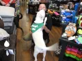 RESCUED Charlotte 2 year old female mix in Maryland shelter