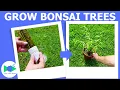 Willow Bonsai Tree - Branch to Tree In 90 Days