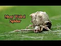 Top 10 most weird and smallest spiders in the world Original Facts