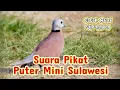 Download Lagu Suara Pikat Burung Puter Mini Sulawesi || Cocok Buat Nyanggong @YuliusHunter