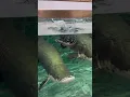 Lagu Alligator Gar VS Arapaima — Clash of the River Titans#PredatoryFish #MonsterFish #Arapaima