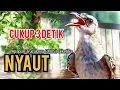 Lagu TRUCUK BETINA NGETIR panggilan sadis,pancingan agar BUNYI jadikan burung trucukan BUNYI GACOR 