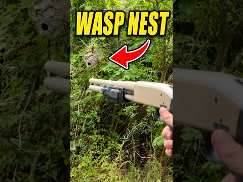 Destroy Wasp Nest with 12 Guage