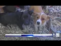 City of Rochester animal shelter to offer a free pet adoption week