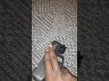 Taurus g2c with a 50 round drum