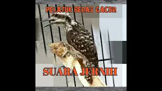 Download masteran PELATUK BERAS GACOR,suara materan pelatuk beras paling dicari,viral!!!@DEWAELECTONE MP3