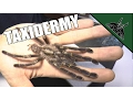 Tarantula Taxidermy - How to preserve a dead animal Poecilotheria metallica