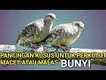 Lagu Perkutut lokal GACOR pancingan -Si RAJA pikat sekali bunyi yang lain ikut BUNYI.