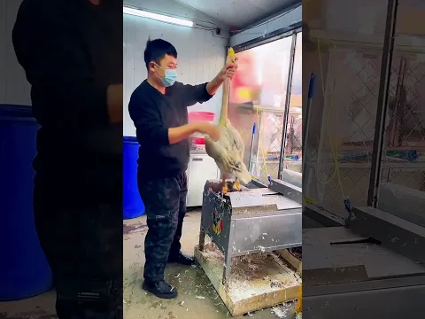 Así eliminan las plumas en segundos ⚙️