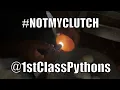 Pulling Ball Python Eggs with 1st Class Pythons