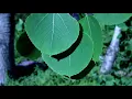 Aspen Tree