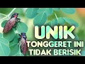 Download Lagu Suara Tonggeret Oranye | Garengpung Kebun