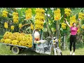 Download Lagu Use 3-Wheeled Truck Harvesting Many Big Bunches of Bananas Goes To Market Sell - Farm Life