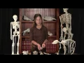ARPA309 Zooarchaeology Identifying Bones