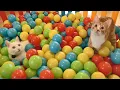 Download Lagu Two Cats and 500 Balls in a Ball Pit !!