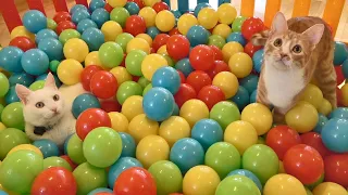 Download Two Cats and 500 Balls in a Ball Pit !! MP3
