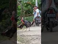 Download Lagu Lucu Ayam Kalkun VS Ayam Kampung dasar Kampungan heheheh