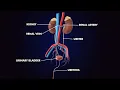 Urinary System Anatomy and Physiology of Urinary System 3d Illustration