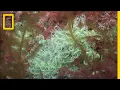Download Lagu Ireland’s Underwater World | National Geographic