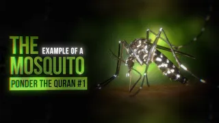 the miracle of the mosquito in the quran undeniable