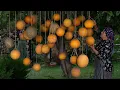 Download Lagu Old Village Trick to Store Melons Without Sugar or Freezing 🍈🧺