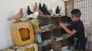 زياره اصغر طفل يربى الحمام القلاب و يحصل على لقب ومرتبه وقريبا في تركيا مع معتز مطور 