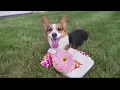 Dunkin Donuts dog toy collection