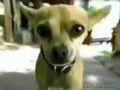 1997 Taco Bell Yo Quiero Taco Bell Commercial