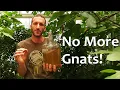 The BEST Fungus Gnat Killer Actually Works 5 Yrs Gnat-Free and Counting