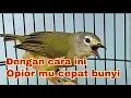 Download Lagu Cara merawat burung opior jawa dari ombyokan