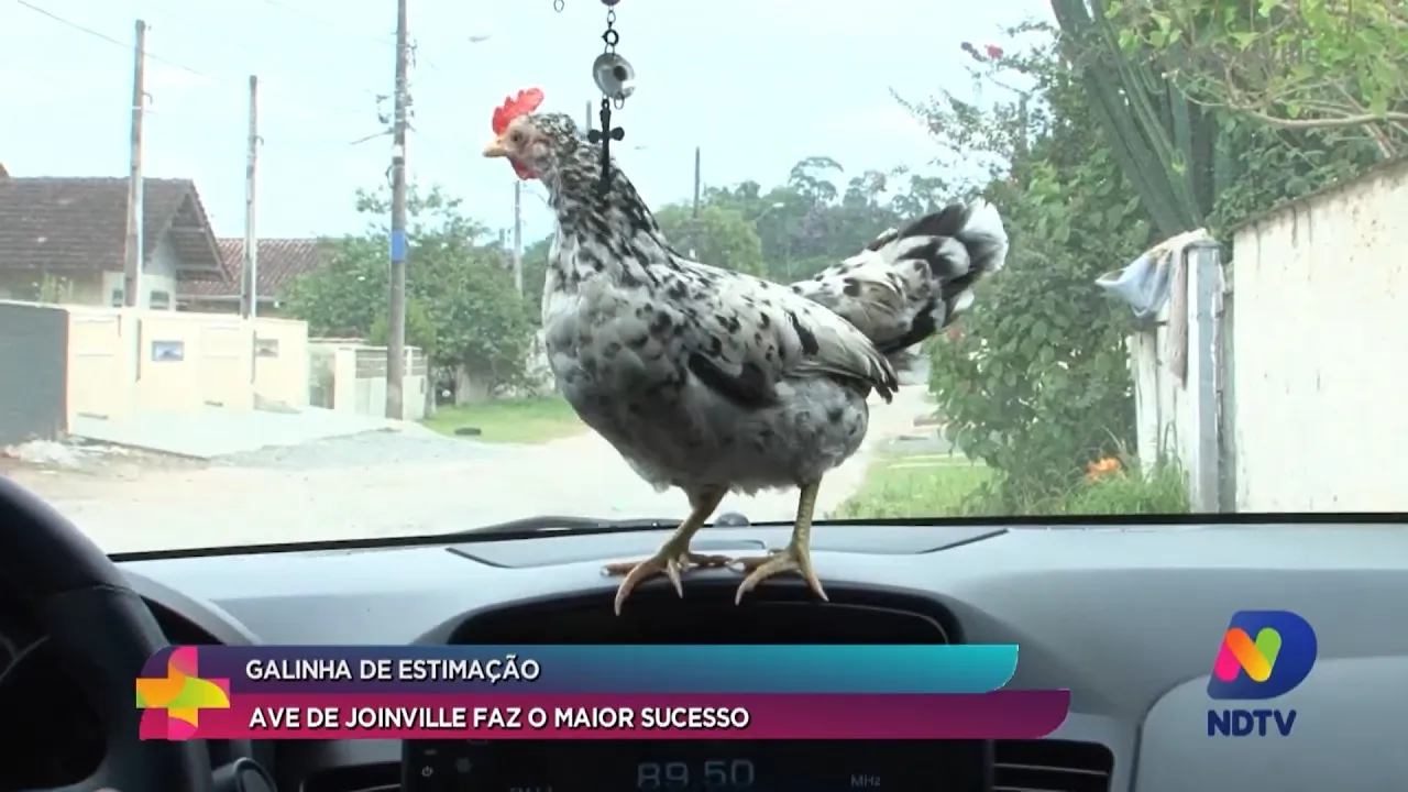 Galinha de estimação: ave de Joinville faz o maior sucesso