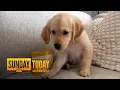 Golden Retriever Pup Drinks His Water out of Sunday TODAY Mug