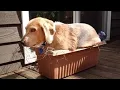 DOG MEMES FUNNY S