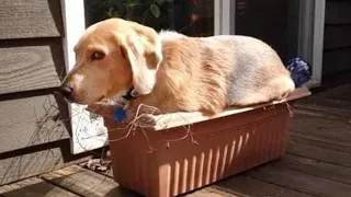 DOG MEMES FUNNY S