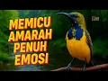 Lagu Sogon manapun pasti bunyi gacor ngleper denger pancingan emosi ini‼️