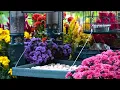 🔴LIVE Peaceful Fall Cottage Bird Feeder: Song Birds, Cardinals, Nature Sounds, Sleep, Cat TV