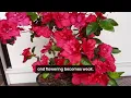 8 Tricks to Get More Blooms on Azaleas | Get Azalea to Bloom Again