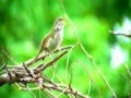 Guru vocal murai batu. Cucak ijo dan kacer..... suara burung sedge warbler