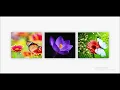 Image Hover Icon Overlay Effect with HTML CSS