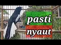 Download Lagu suara pacingan burung kacer ampuh!! buat mancing kacer bahan dijamin langsung nyaut