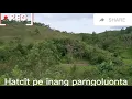 Download Lagu batak Godang do tudos tudos