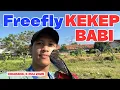 Download Lagu Latihan Freefly Burung Kekep Babi