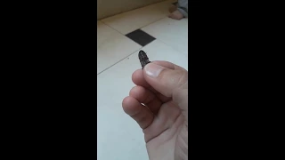               فرقع لوز                                        دندنها