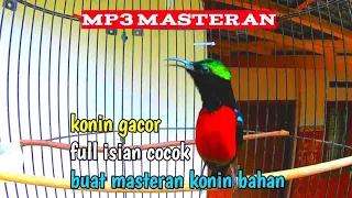 konin gacor cocok buat isian