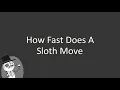 How fast does a sloth move