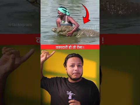 दुनिया का सबसे वफादार जानवर ! 😳😳 | Crocodile | #shorts #dailyfacts