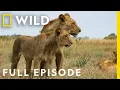 Download Lagu Savage Kingdom: The Ultimate Rebellion (Full Episode) | National Geographic