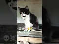 Download Lagu kucing jutek #kucing #lucu #judes #jutek #cat #funny #mom #shorts #feedshorts #viral